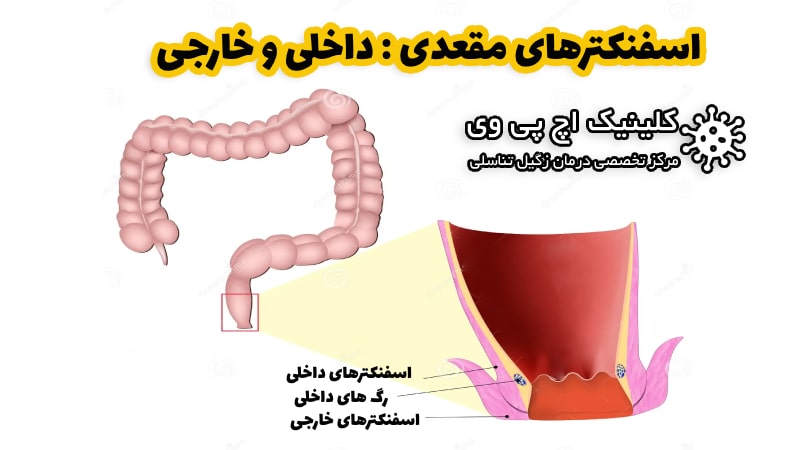 اسفنکترهای مقعدی